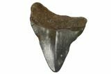 Juvenile Megalodon Tooth - Georgia #115705-1